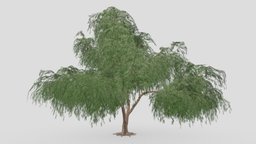 Prosopis Tree- 02