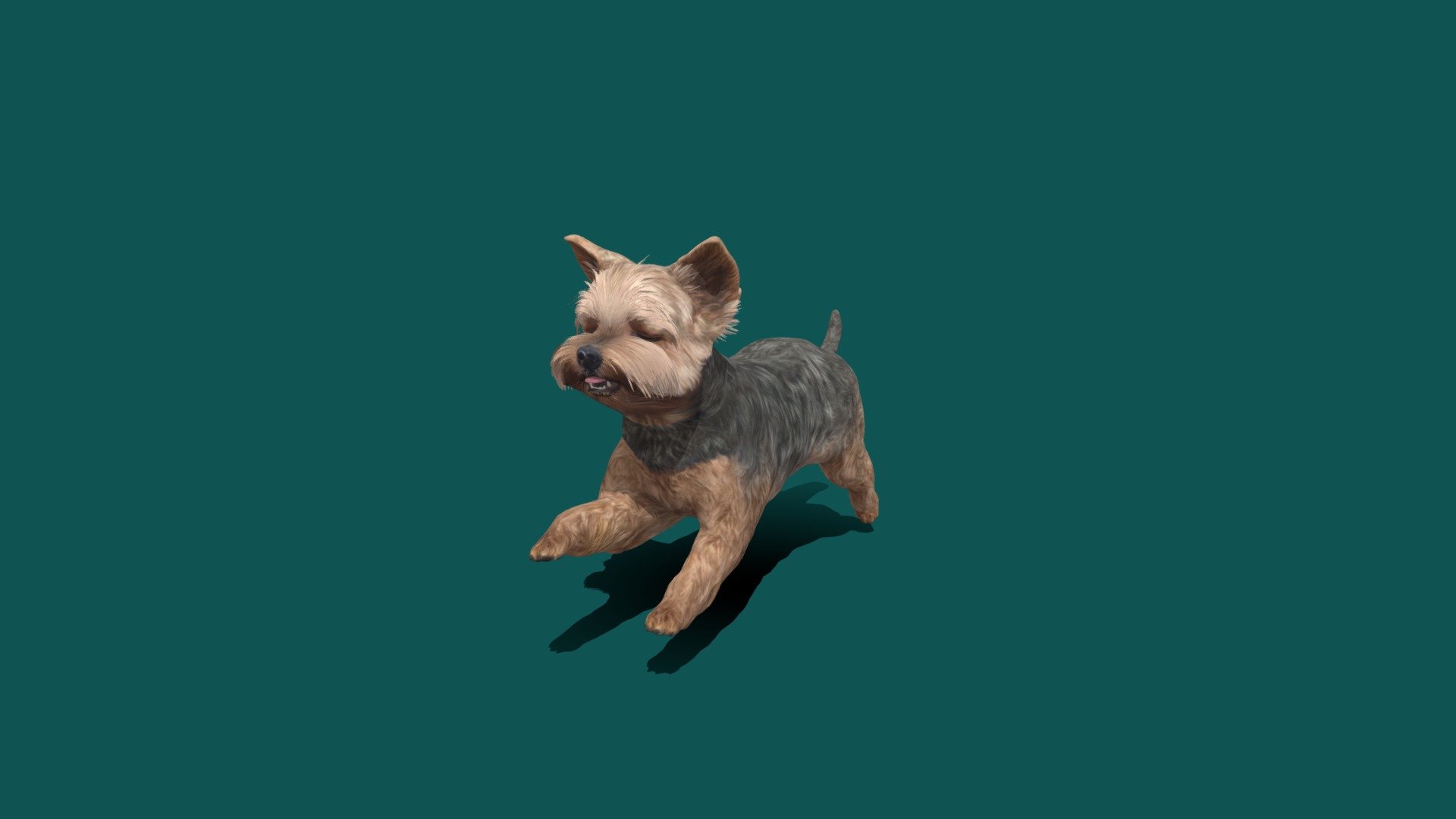 Yorkshireterrier Game Ready
Animations
Run
Idle
Sit
Walk
The Yorkshire Terrier is one of the smallest dog breeds of the terrier type and indeed of any dog breed. The breed developed during the 19th century in Yorkshire, England. Ideally its maximum size is 7 pounds 3d model