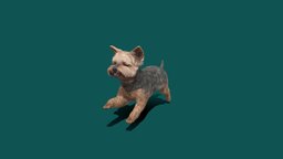 Yorkshireterrier Game Ready dog, pet, mammal, ready, breed, terrier, game, animation, nyi, nyilonelycompany, yorkshireterrier