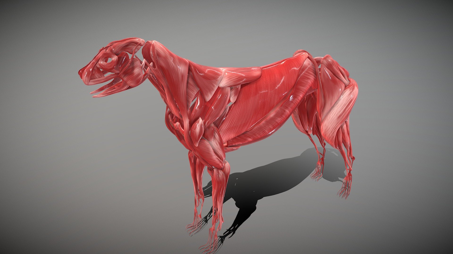 Dog Muscles - 3D model by Vak.Expert (@vakexpert) 3d model