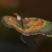Phoenix Kite phoenix, kite