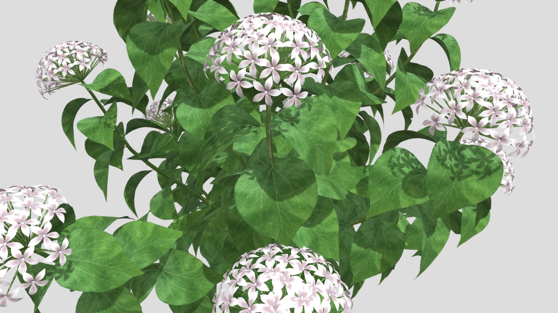 Hydrangea Flower 3d model 3d model
