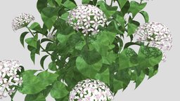 Hydrangea Flower 3d model
