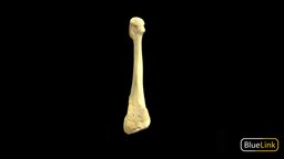 Metatarsal 3 skeleton, anatomy, metatarsal, university-of-michigan, bones, bluelink