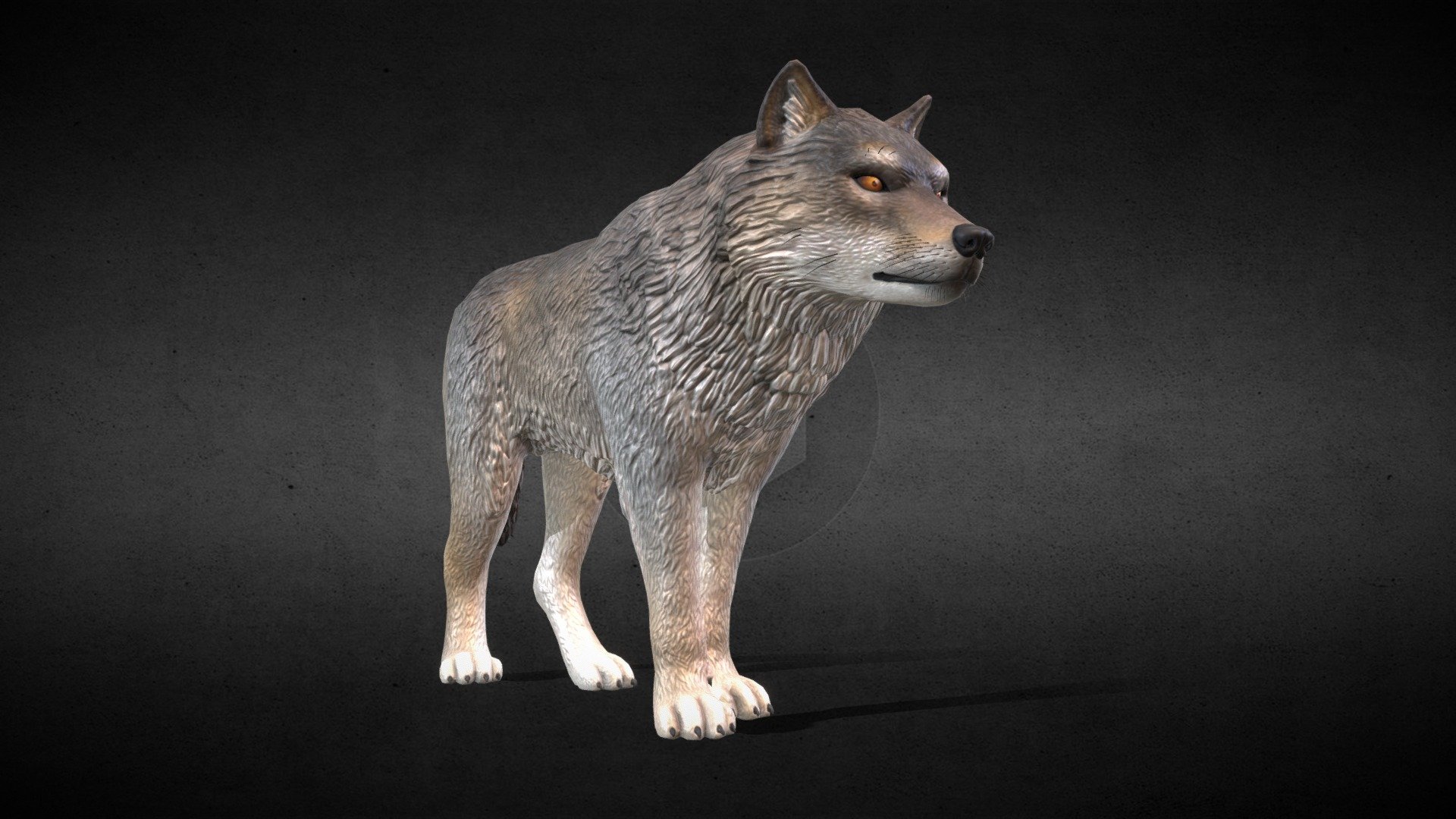 Canis lupus lupus. Also known as the common wolf or Middle Russian forest wolf, is a subspecies of grey wolf native to Europe and the forest and steppe zones of the former Soviet Union. Aside from an extensive paleontological record, Indo-European languages typically have several words for &ldquo;wolf
