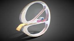3D Cochlea cross-section body, cross, anatomy, system, section, cell, humanbody, inside, ear, science, head, surgery, medicine, humanhead, internal, inner, humananatomy, cochlea, auditory, cochlear, ossicle, character, medical, human, eardrum, characteranatomy, bodyanatomy, noai, humancharacter, nerrve, earanatomy