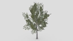 Conocarpus Tree- 12 unreal, conocarpus, unity, lowpoly-conocarpus, 3d-conocarpus