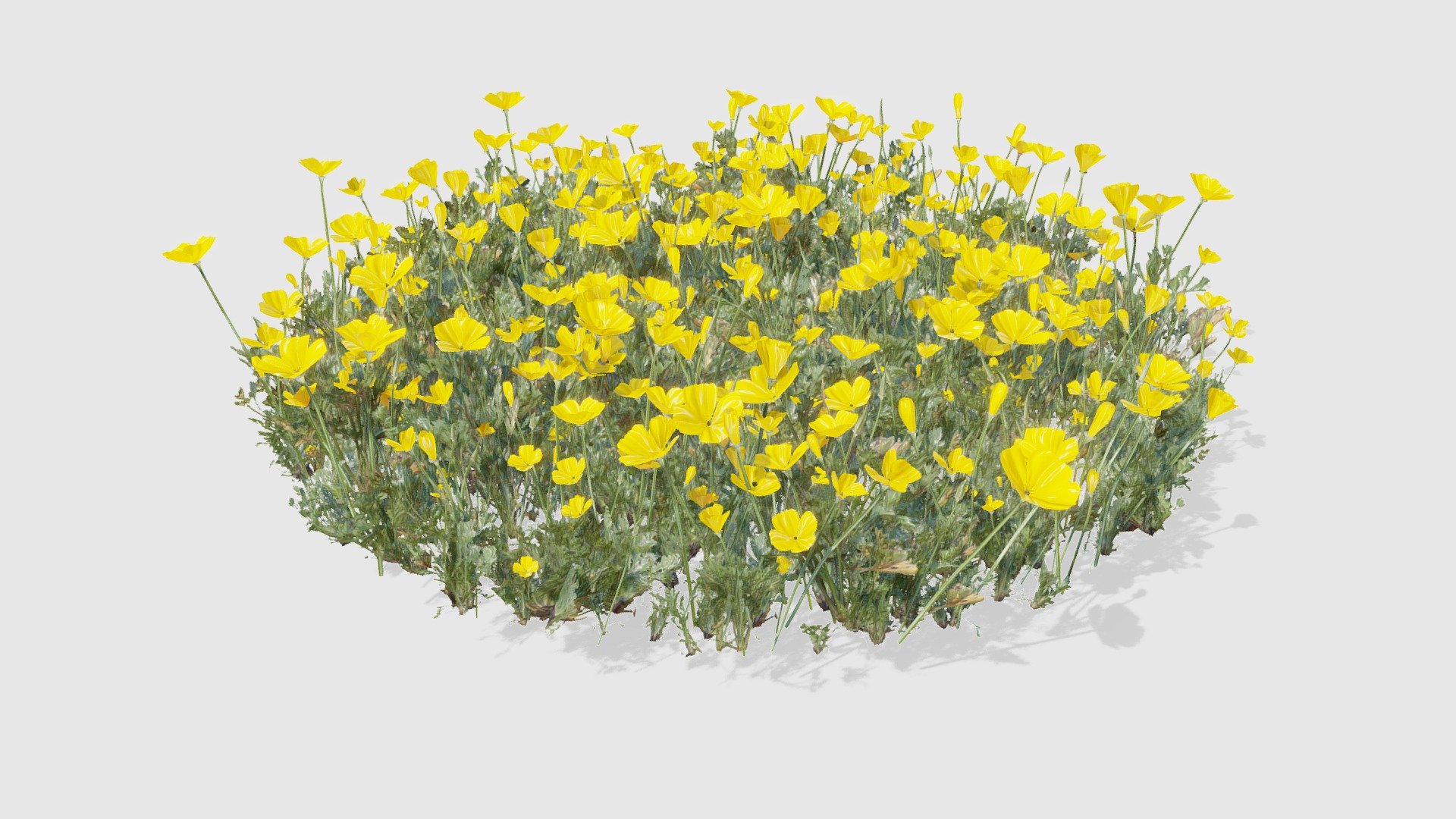 Check out my website for more products and better deals! &amp;gt;&amp;gt; SM5 by Heledahn &amp;lt;&amp;lt;


This is a digital 3D model of a customizable field of California poppies. The model contains nine greens, two buds, and five poppies.


The greens can be used by themselves for a lush grass effect or with the flowers.



These models can be scattered using Paint Scattering, or using the Geometry nodes modifier included. With the modifier you can design the field changing the randomness, the rotation. and the amount of plants.

This product will achieve realistic results in your rendering projects and animations, being greatly suited for close-ups due to their high quality topology and PBR shading 3d model