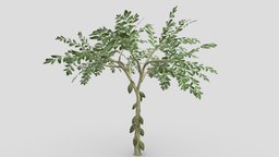 Cacao Tree( Green Fruit)- 04 cacao-tree, 3d-cacaotree, lowpoly-cacao, 3d-lowpoly-cacao, cocoatree