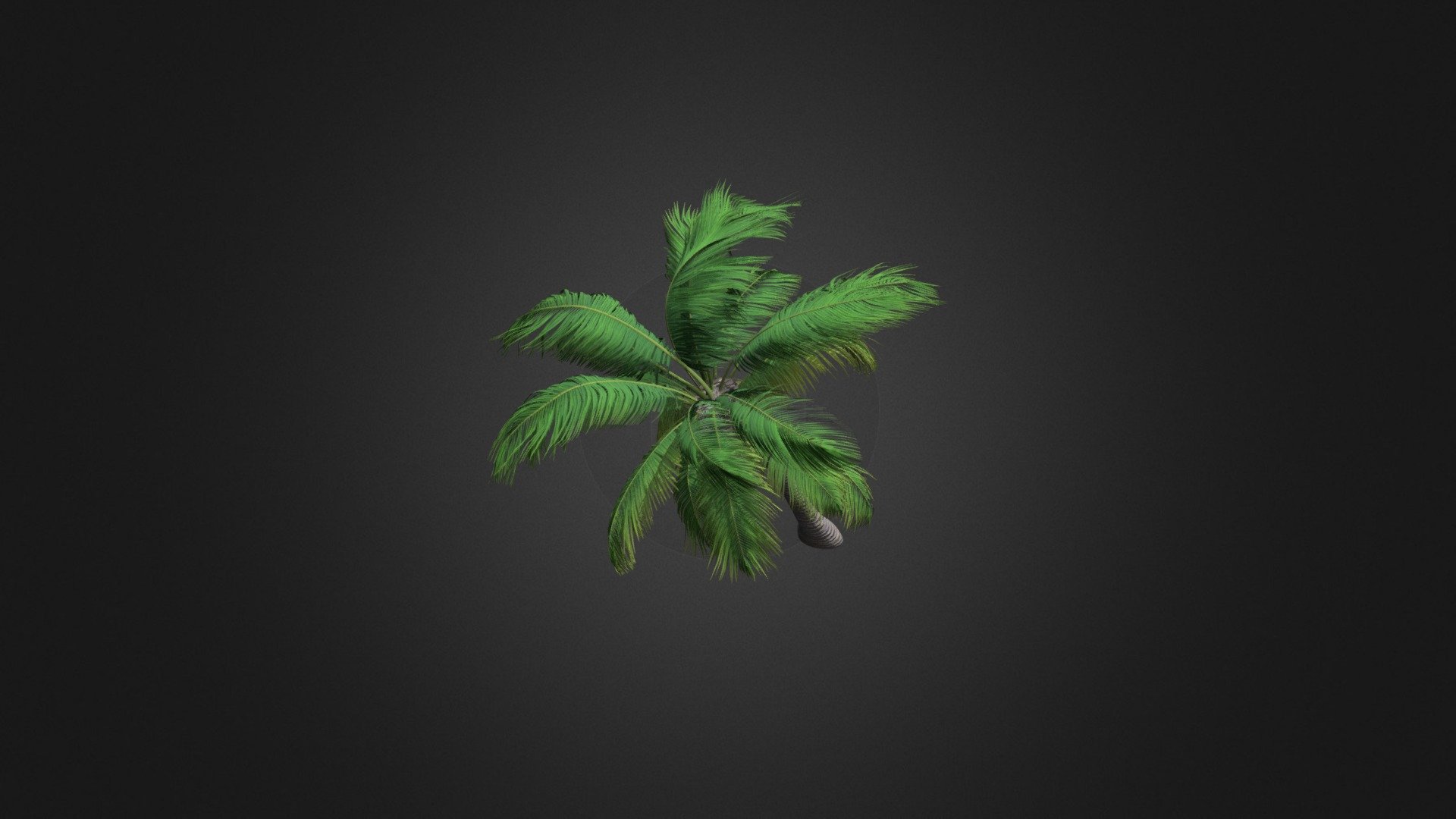 3d model of sloping palm tree. Compatible with 3ds max 2010 or higher and many others 3d model