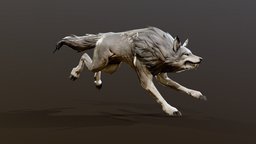 Wolf Run-cycle Animation