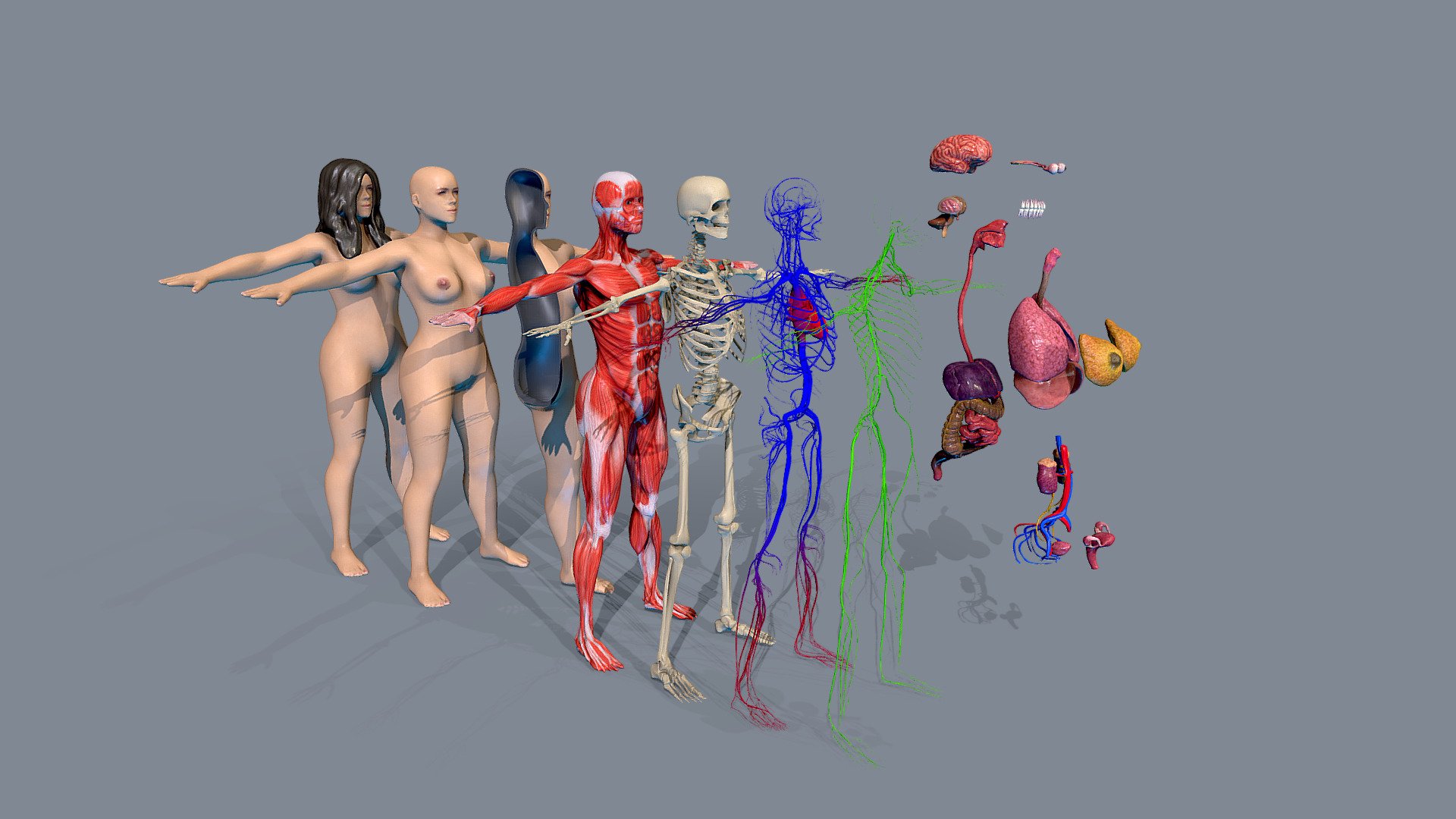 Female Human Body Anatomy All Systems

all textures colormaps are in 2048x2048 and all NORMALMAPS textures are at 1024x1024 resolution 3d model