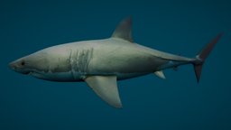 A Great White Shark shark, fish, high, resolution, hd, prop, great, realistic, greatwhiteshark, highresolution, highres, dangerous, megalodon, asset, creature, sea, 3dee