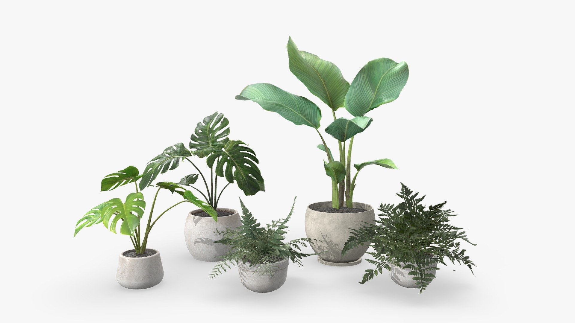 A pot plant pack contained inside 2 type of fern plant, 1 arrowhead plant and 2 monstera plant - Plant Pack 01 - Buy Royalty Free 3D model by MozzarellaARC 3d model