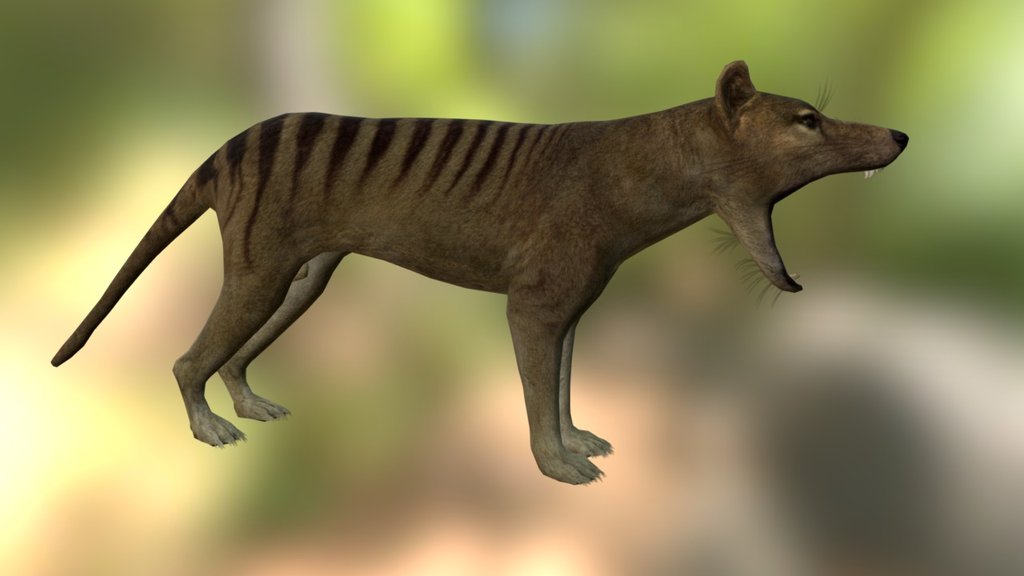Thylacine model and texture with some animations. Work in progress 3d model