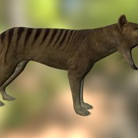 Thylacine Preview anatomy, tiger, extinct, marsupial, tasmania, thylacine, thylacinus, cynocephalus