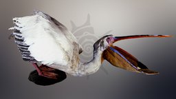 Пеликан | Pelican bird, birds, museum, pelican, pelecanus-onocrotalus, animal