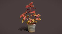 Red Coleus plant, plants, houseplant, houseplants, photogrammetry, 3dscan, coleus