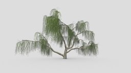 Weeping Willow Tree-07