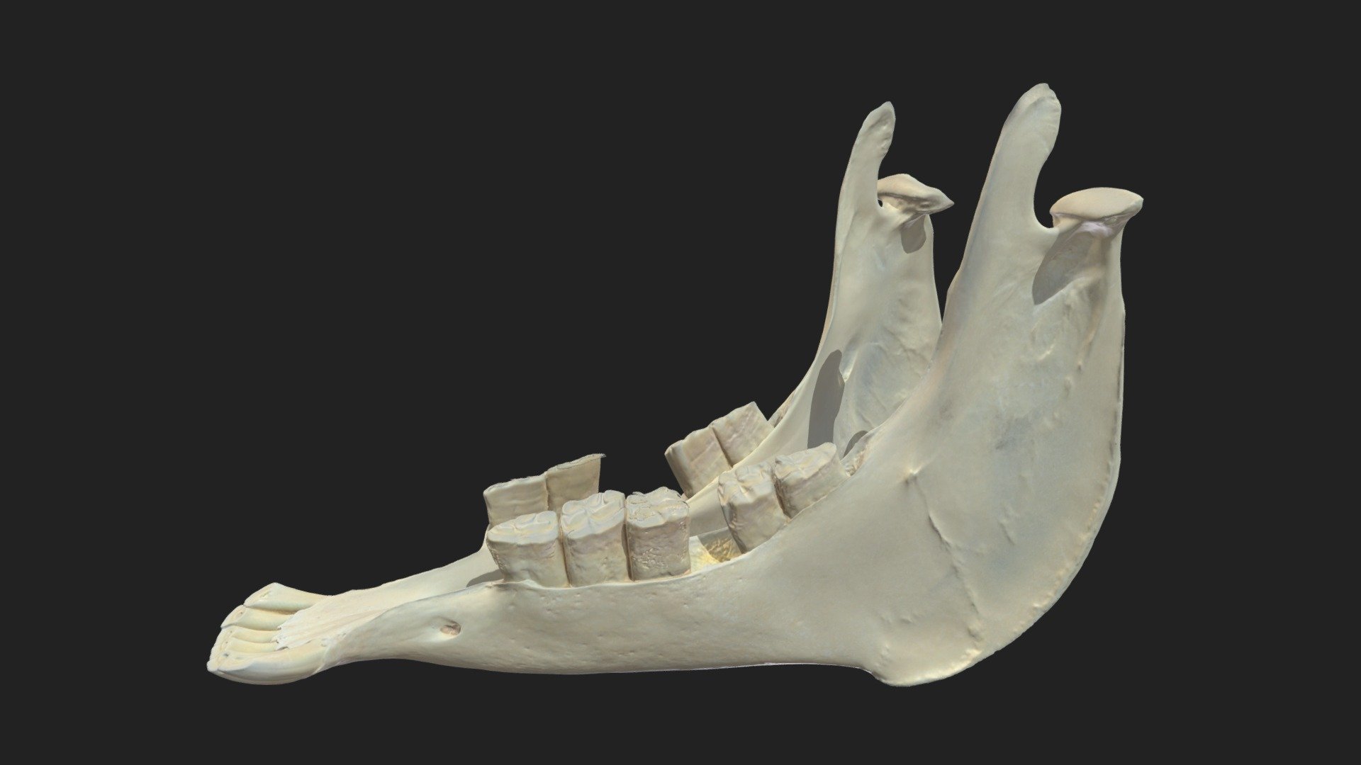 lower jaw (mandibula) donkey - 3D model by vetanatMunich 3d model