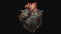 Frozen Heart heart, new, exam, refraction, scattering, subsurface, realitycapture, maya