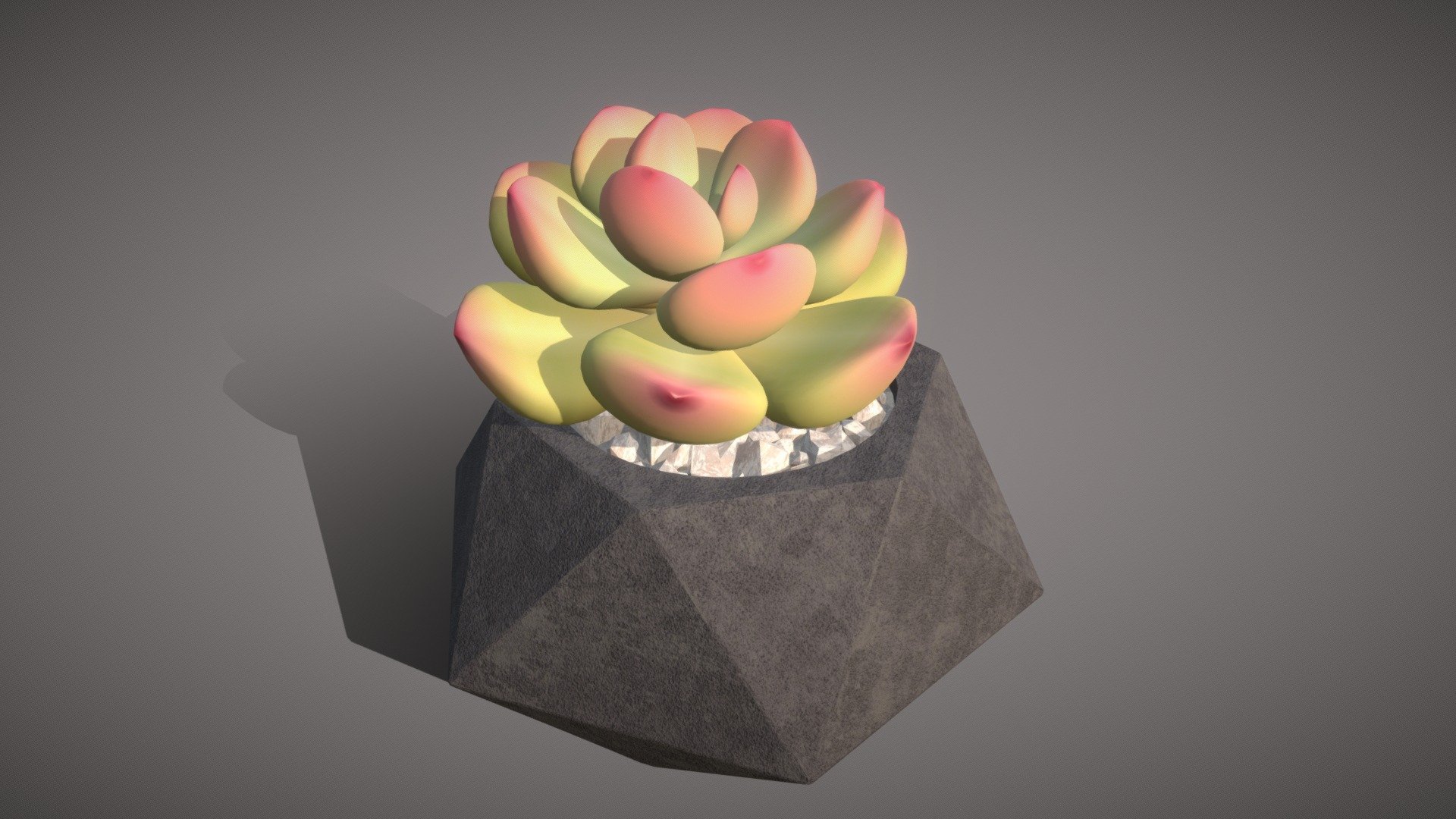 Detailed model of house plant - pink echeveria.
Bright succulent in a trendy geometric pot will decorate any windowsill, desktop or shelf.
Recognizable plant will add realism to you game or 3D project)




Model info



consists of 13k triangles

uses detailed 1024*1024px textures

ready to use in formats blend and fbx


Thanks for watching^.^
Want to buy this model? Please tell me where you want to use it.

Have questions about the model? Mail me: tochechkavhoda@gmail.com - Pink echeveria: succulent in a pot - Buy Royalty Free 3D model by tochechka 3d model