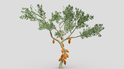 Cacao Tree( Orang Fruit)- 03 cacao-tree, 3d-cacaotree, lowpoly-cacao, 3d-lowpoly-cacao, cocoatree