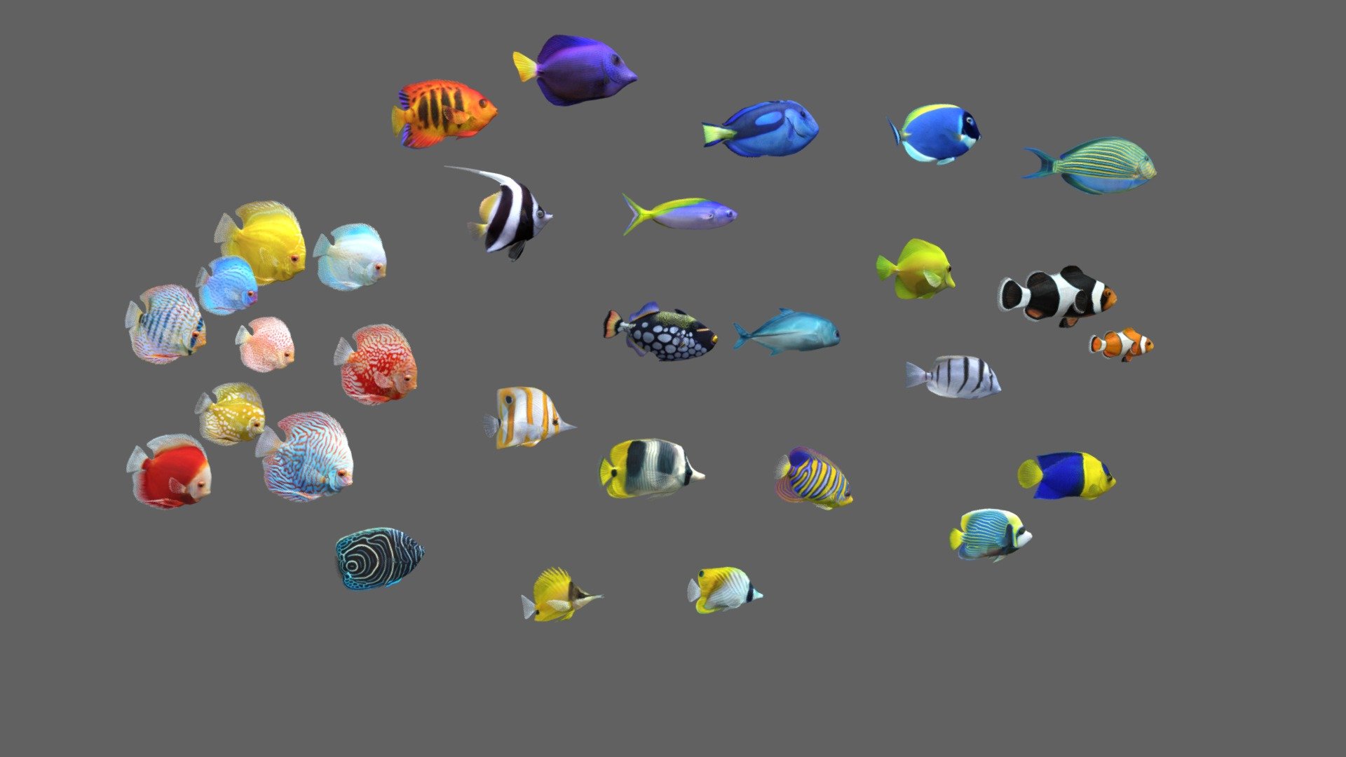 Before purchasing this model, you can free download Emperor Angelfish and try to import it. 

The pack includes 30 animated fish

Every fish has an animation loop

1 Clownfish

2 Double-Saddle 

3 Powder Blue Tang 

4 Yellow Tang 

5 Caranx fish 

6 Bannerfish 

7 Bicolor Angelfish

8 Clow Triggerfish

9 Convict Tang

10 Emperor Angelfish

11 Juvenile Angelfish

12 Royal Angelfish

13 Threadfin

14 Yellow Longnose

15 BlueTang

16 Purple Tang

17 Clownfish Black

18 Copperband

19 Lined Surgeon

20 Flame Angelfish

21 Fusilier

22 Discus Yellow Marlboro

23 Discus Albino Millennium Gold

24 Discus Albino Snakeskin

25 Discus Brilliant Turquoise

26 Discus Checkerboard Pigeon

27 Discus Heckel Cross

28 Discus Leopard Red Spotted

29 Discus Red Passion

30 Discus Red Map Checkerboard - Fish Pack 30 - Coral Bay - Buy Royalty Free 3D model by CGSoul 3d model
