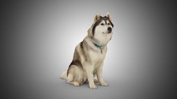 DOG C -1of3- Husky dog, pet, ar, husky, photogrammetry, scan, 3dscan, animal, huskydog