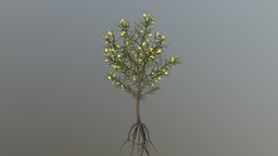 Retamo Espinoso (Ulex Europaeus) bush, retamo, gorse, ulex, europaeus
