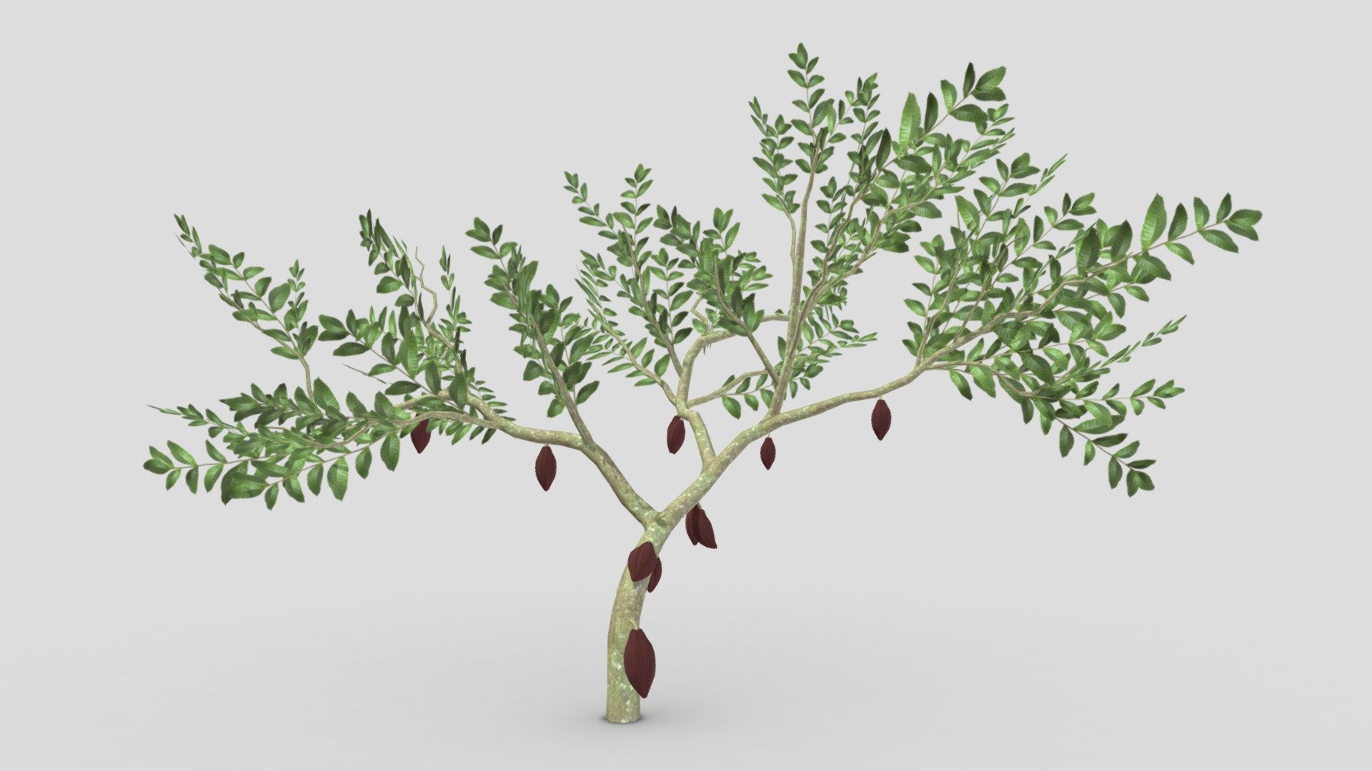 This is a 3D low poly model of a Cacao tree that you can use in your projects.

Info:

Theobroma cacao is a small evergreen tree in the family Malvaceae. Its seeds, cocoa beans, are used to make chocolate liquor, cocoa solids, cocoa butter, and chocolate. Native to the tropics of the Americas, the largest producer of cocoa beans in 2018 was Ivory Coast, at 2.2 million tons 3d model