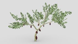 Cacao Tree(Brown Fruit)- 02 cacao-tree, 3d-cacaotree, lowpoly-cacao, 3d-lowpoly-cacao, cocoatree