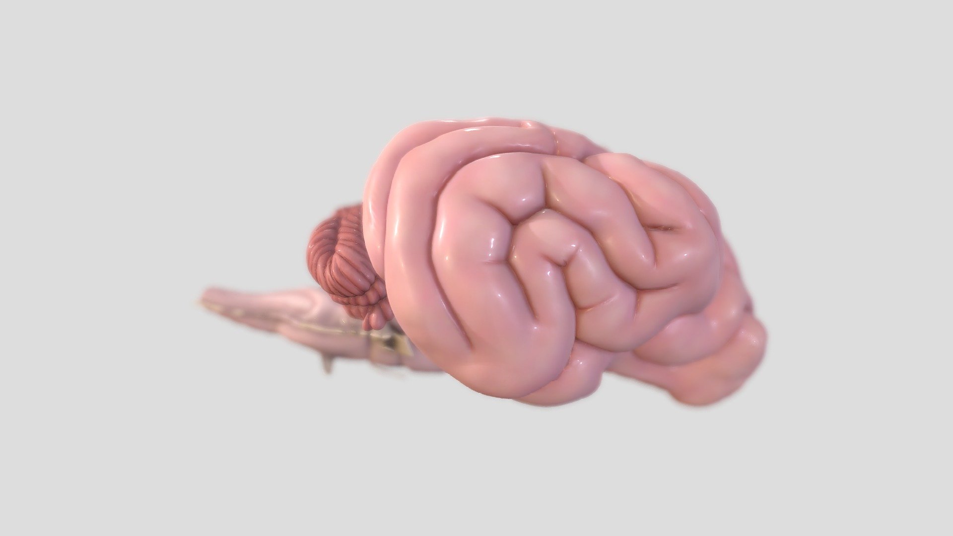 Dog brain, created from a laser scan. Sculpted and textured in ZBrush 3d model