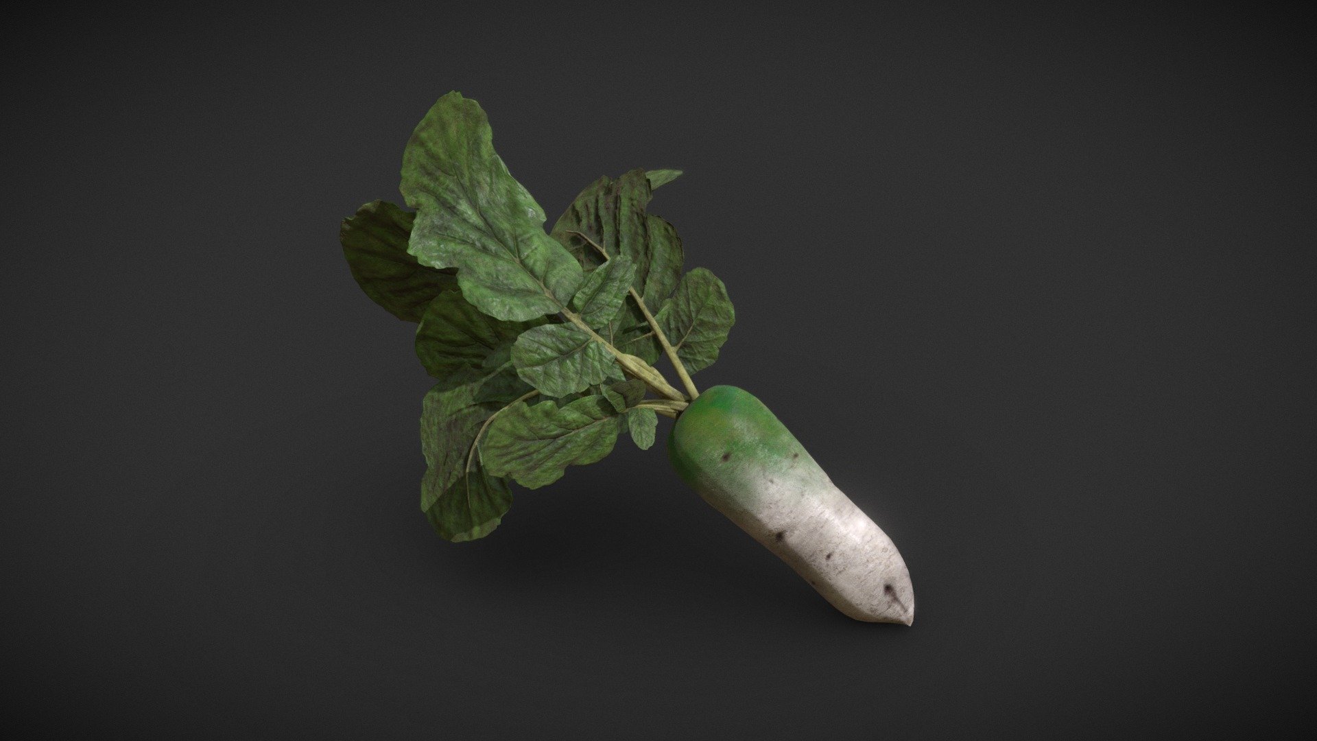 Daikon radish with leaves. Props fore my diplom work - Daikon radish with leaves - Download Free 3D model by Garikmrs 3d model