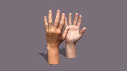 Female Hands anatomy, hands, game-ready, vr-ready, female-hand, 3dscan, hand, anatomy-hand