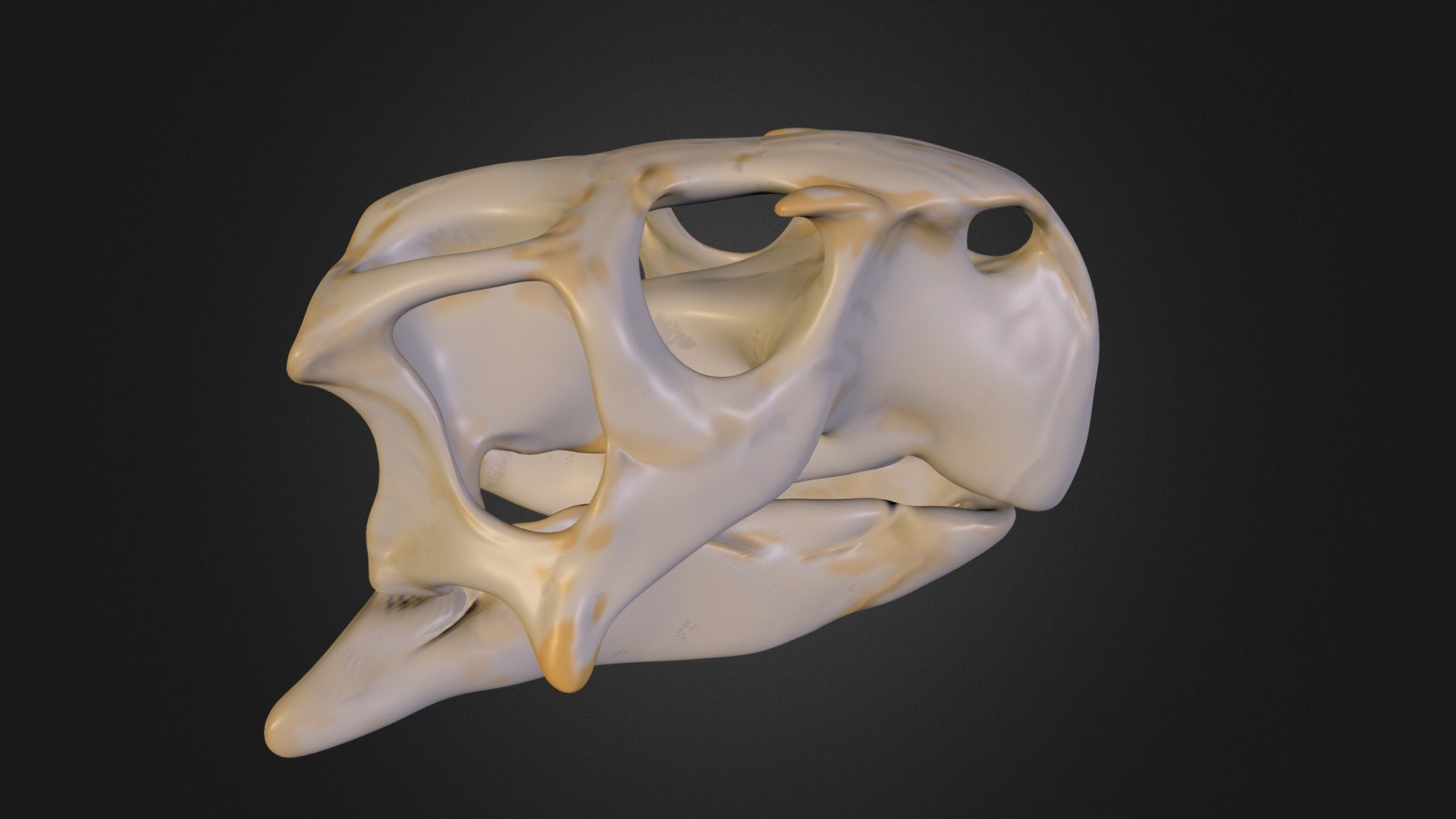Working on the skull of Psittacosaurus mongoliensis.  - Psittacosaurus mongoliensis wip shape - 3D model by Mieke Roth (@miekeroth) 3d model