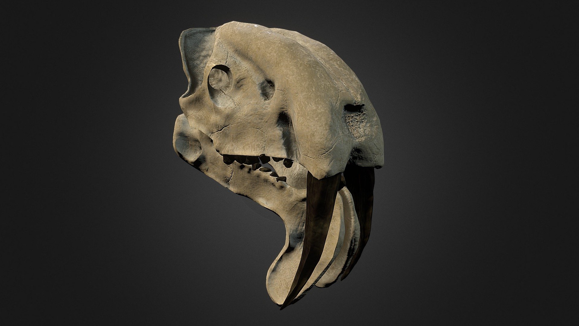 No scan data used in this project.  Buy this model here: -link removed- - Thylacosmilus Atrox (Sabertooth Marsupial) Skull - Buy Royalty Free 3D model by the Georgeous (@thegeorgeous) 3d model