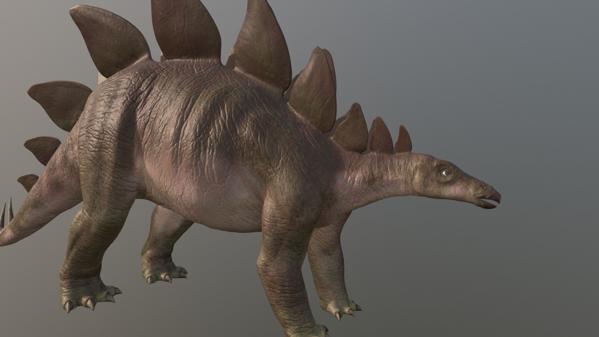 Dinosaur
Stegosaurus WIP - Stegosaurus - Buy Royalty Free 3D model by hwlewis 3d model