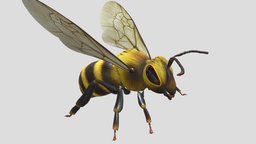 Honey bee bee, honeybee, honey, blender, animation, free, model3d