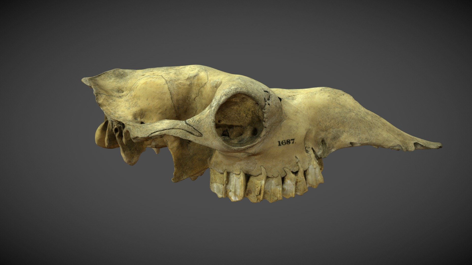From the collection of the Royal College of Surgeons of England

Scanned by S Dey, ThinkSee3D 11/11/21 - Camel Skull - 3D model by ThinkSee3D 3d model