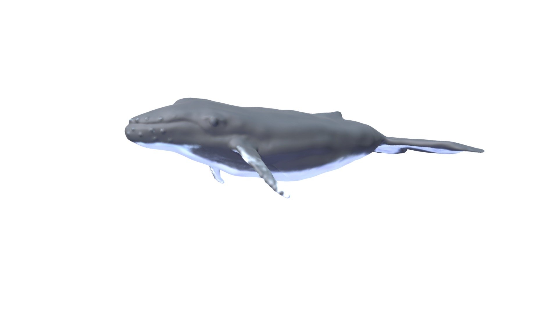 Humpback Whale created completely in Adobe Modeler VR - Humpback Whale - 3D model by kvpool 3d model