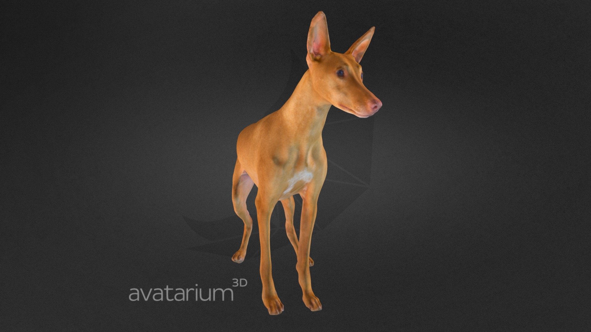 Pharaoh Hound Dog Standing High Polygon is 3d captured and clean up in zBrush. Ready for 3d printing and a great game asset 3d model