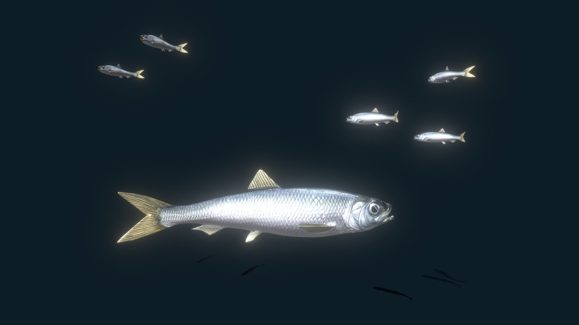 An animated school of atlantic herring. The model and animation is optimized for augmented reality 3d model
