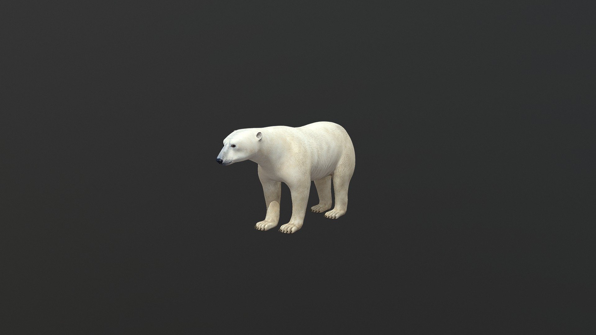 Polar Bear Fbx - 3D model by Max.Moses 3d model