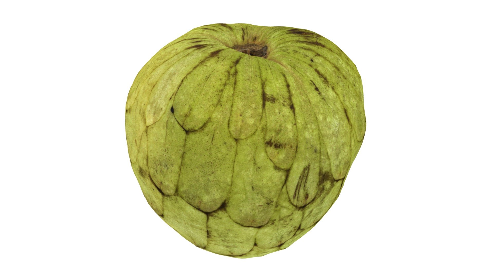 Highly detailed, photorealistic, 3d scanned model of a cherimoya. 8k textures maps, optimized topology and uv unwrapped.

Model shown here is lowpoly with diffuse map only and 4k texture size.

This model is available at www.thecreativecrops.com 3d model