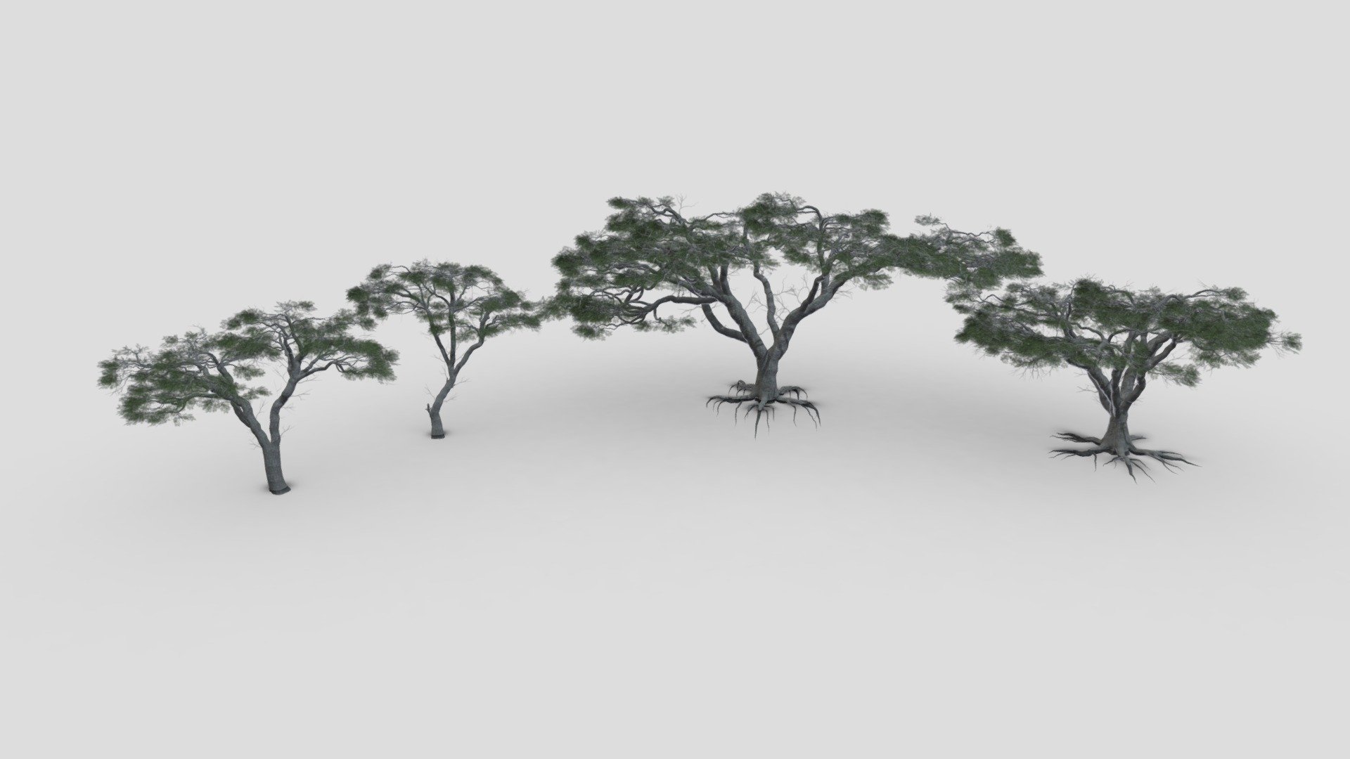 This pack contains  4 3d low poly models of African Acacia Tree 3d model
