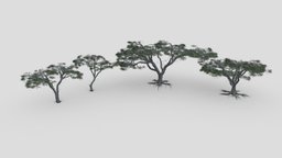 African Acacia Tree- Pack 01 tree, african, acacia-3d, 3d-african, 3d-lowpoly-african-acaccia-tree, lowpoly-acacia-tree, low-poly-acacia