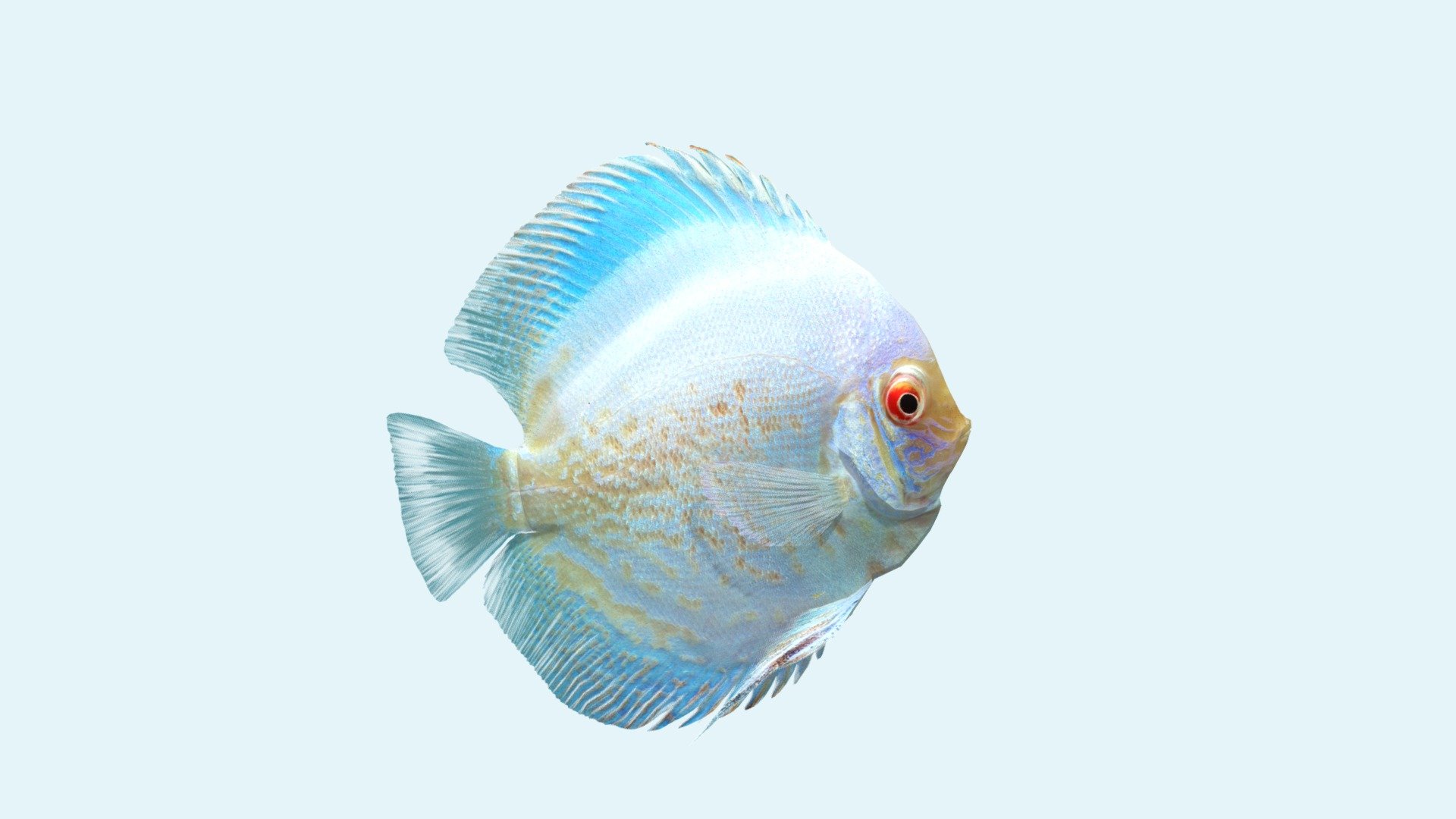 Before purchasing this model, you can free download Emperor Angelfish and try to import it. 



The realistic fish model &ldquo;Albino Snakeskin