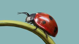 Lady Bug insect, cute, high, resolution, bug, hd, prop, new, ladybug, realistic, 2021, asset, creature, animal, lady, 3dee, highdefinition