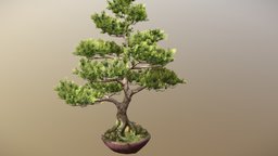 Bonsai Tree tree, plant, exterior, vegetation, bonsai, japanese
